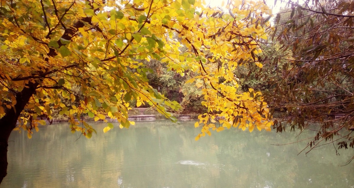 Autumn trees over a lake in a Bucharest park
